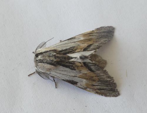 Harpyia milhauseri